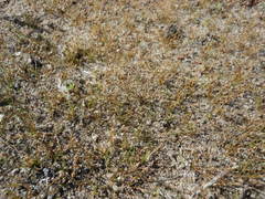 Eleocharis parvula