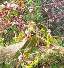 Cuscuta europaea