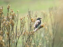Euplectes albonotatus