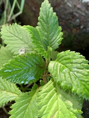 Jovellana punctata
