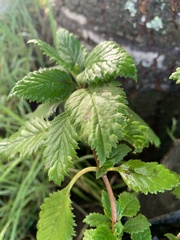 Jovellana punctata