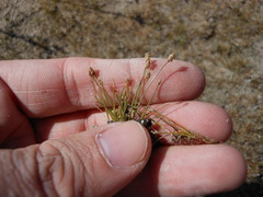 Eleocharis parvula