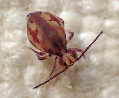Ptenothrix beta