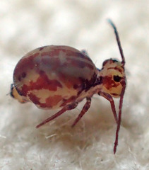 Ptenothrix beta