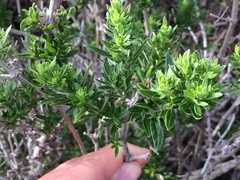 Galium catalinense acrispum