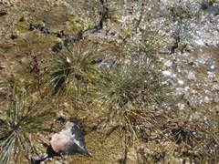 Eleocharis geniculata