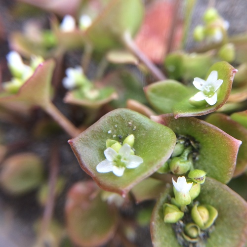 Claytonia rubra (Howell) Tidestr.