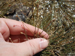 Eleocharis geniculata