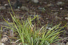 Carex deflexa boottii