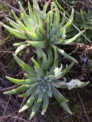 Dudleya virens virens