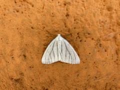 Neuromelia selectata