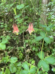 Aquilegia canadensis