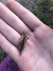 Dociostaurus brevicollis