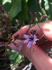 Munzothamnus blairii
