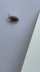 Disonycha leptolineata