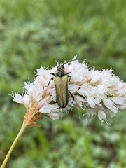 Lepturobosca