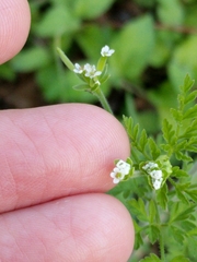 Chaerophyllum tainturieri dasycarpum
