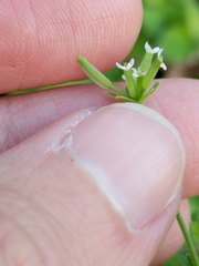 Chaerophyllum tainturieri dasycarpum