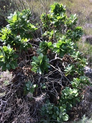 Munzothamnus blairii
