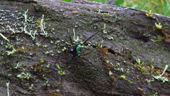 Sadocus polyacanthus