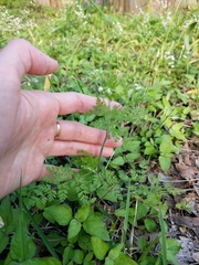 Chaerophyllum tainturieri dasycarpum