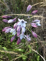 Triteleia clementina