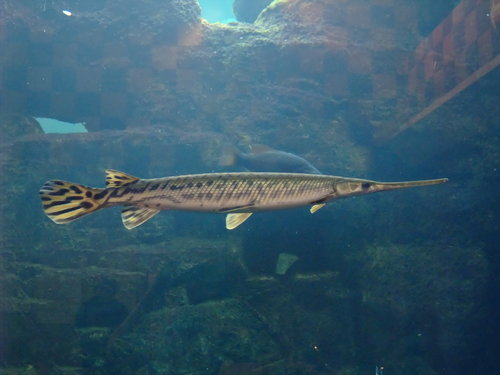 Longnose Gar (North Carolina Aquarium at Fort Fisher) · iNaturalist