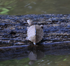 Graptemys ouachitensis