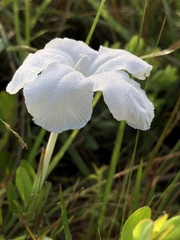 Ruellia noctiflora