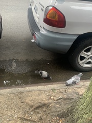 Columba livia domestica