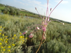 Allium praescissum