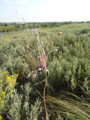 Allium praescissum