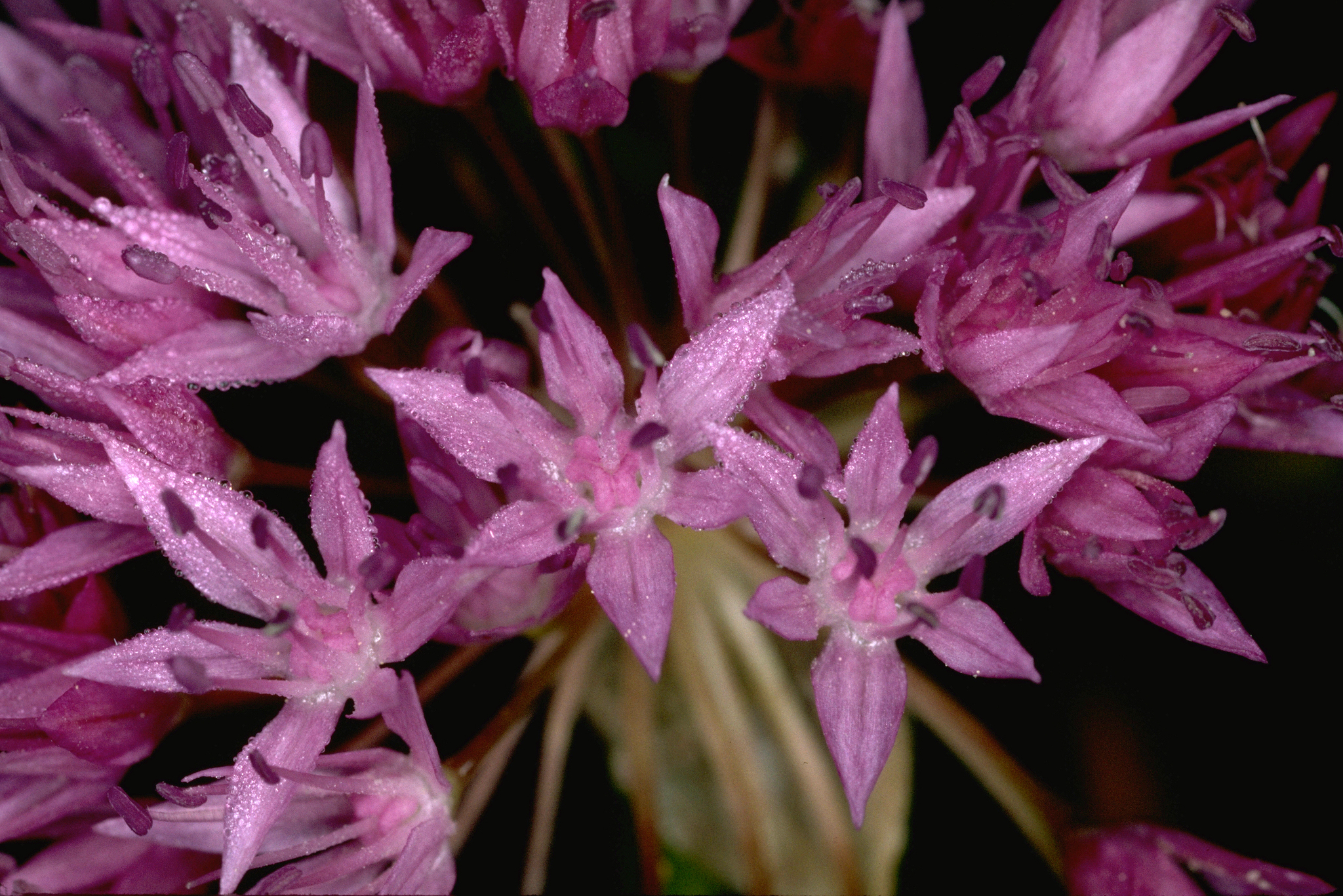 Allium lemmonii