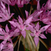 Allium lemmonii - Photo (c) John Game, algunos derechos reservados (CC BY-NC-SA)