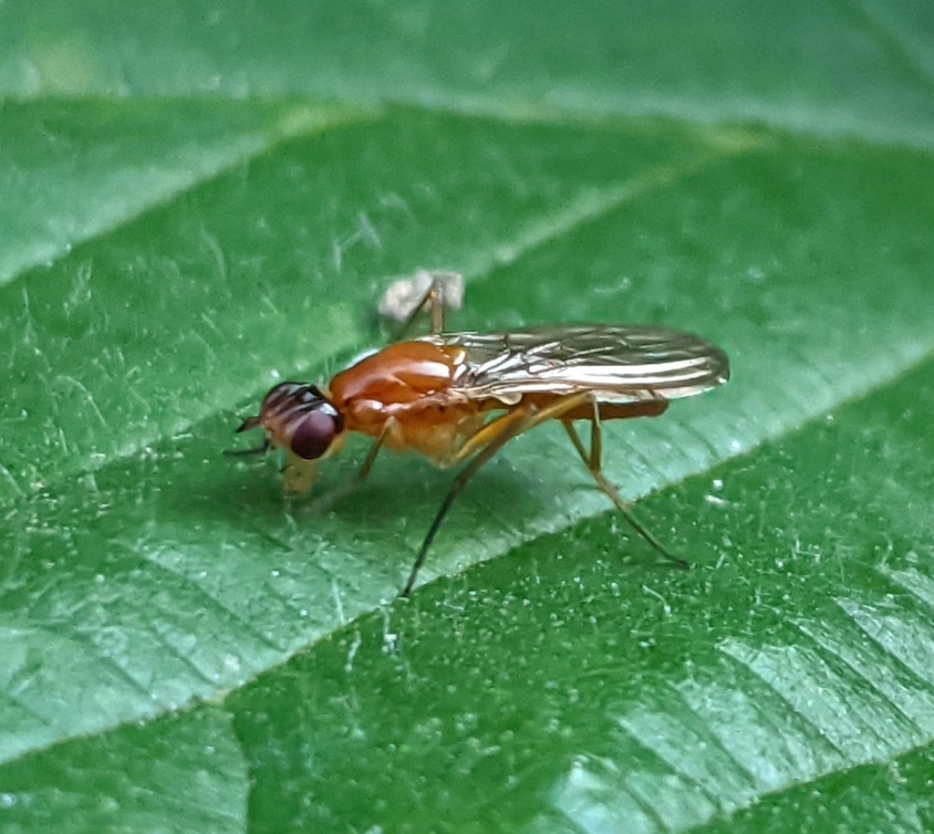Oxypsila abdominalis