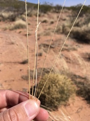 Sporobolus flexuosus