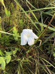 Ruellia noctiflora