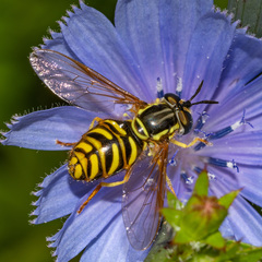 Chrysotoxum pubescens