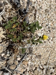 Stylosanthes viscosa