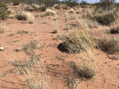 Sporobolus flexuosus