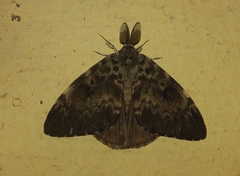 Lymantria ampla