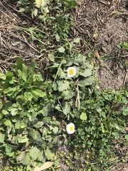 Erigeron quercifolius