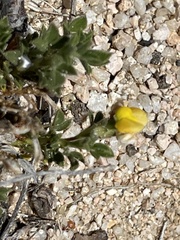 Stylosanthes viscosa