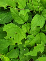 Hylodesmum glutinosum