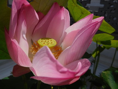 Nelumbo nucifera