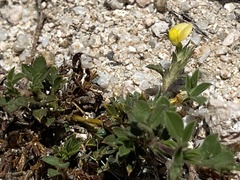 Stylosanthes viscosa