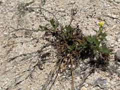 Stylosanthes viscosa