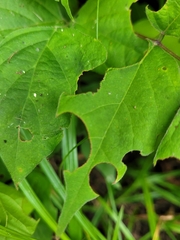 Hylodesmum glutinosum