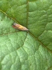 Dichrorampha flavidorsana