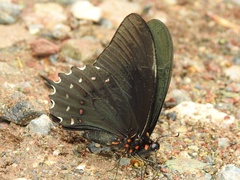 Heraclides erostratus
